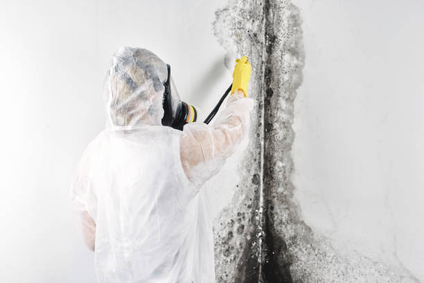 Best Water damage restoration mold remediation  in USA